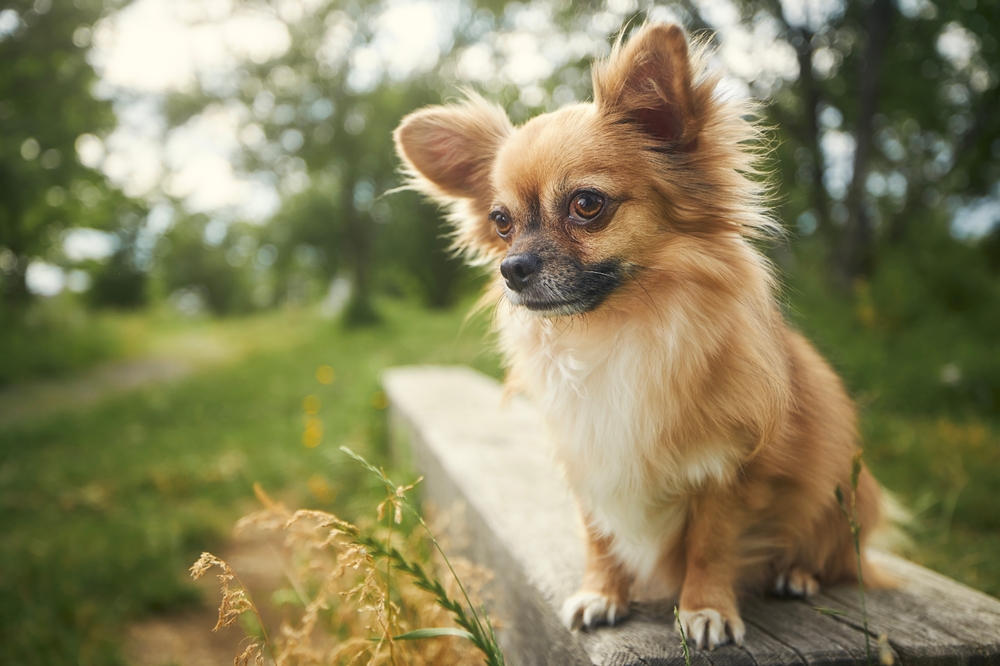 What Do Chihuahuas Like To Eat The Most