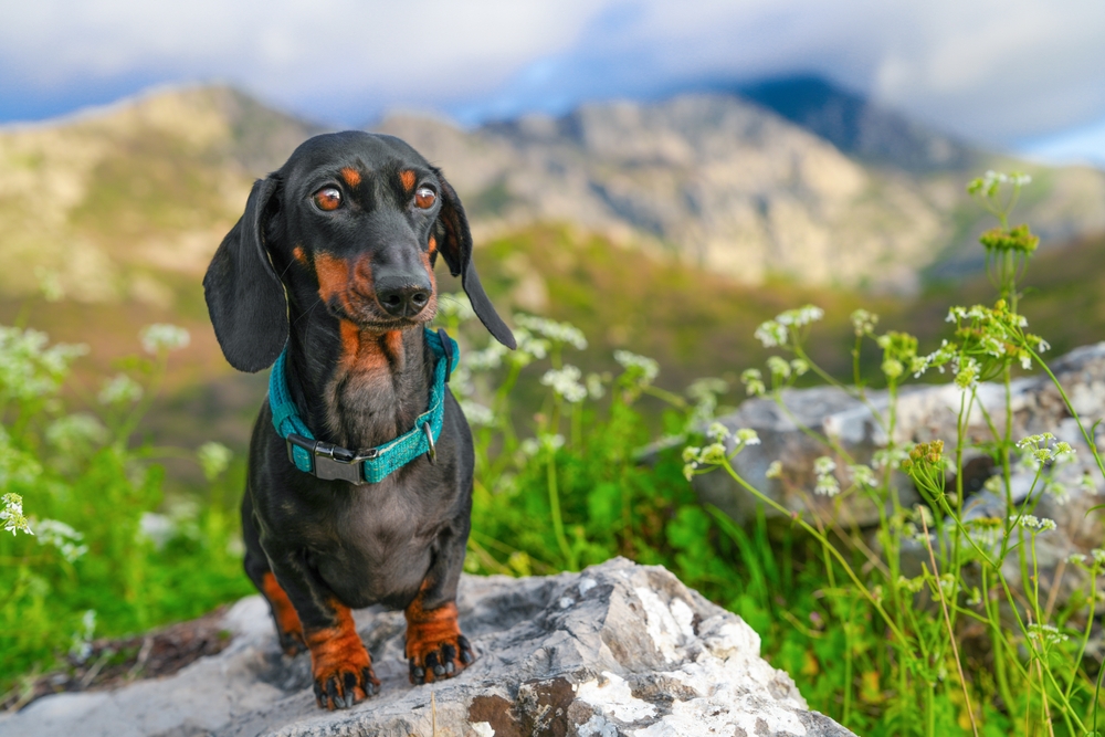 What Food Is Best For Dachshunds