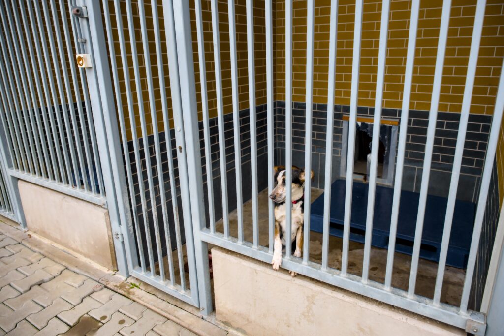 What Happens To Puppies From Mills That Don’t Sell?