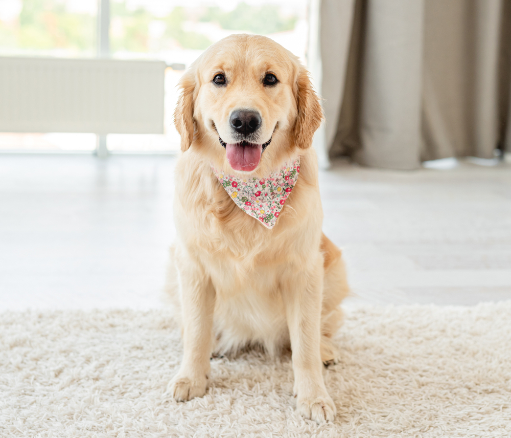 What Is A Labradors Favourite Thing To Do
