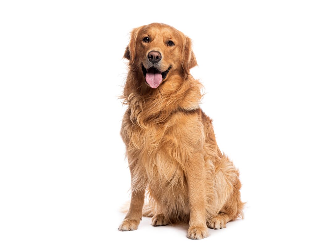 What Is The Rarest Color Of A Golden Retriever