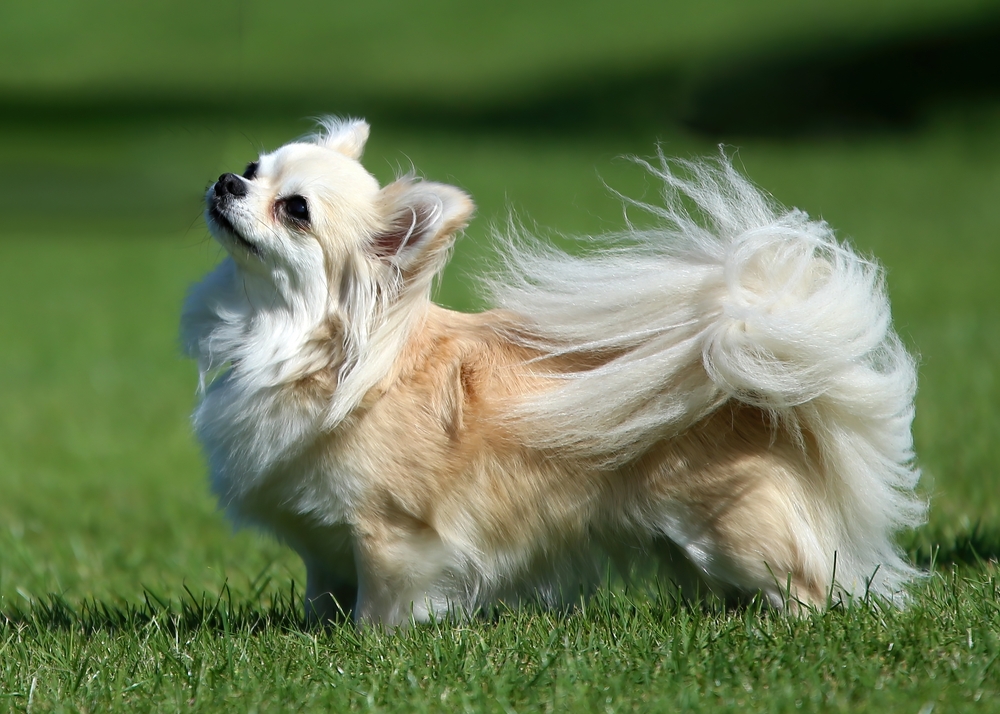 What Time Should I Feed My Chihuahua