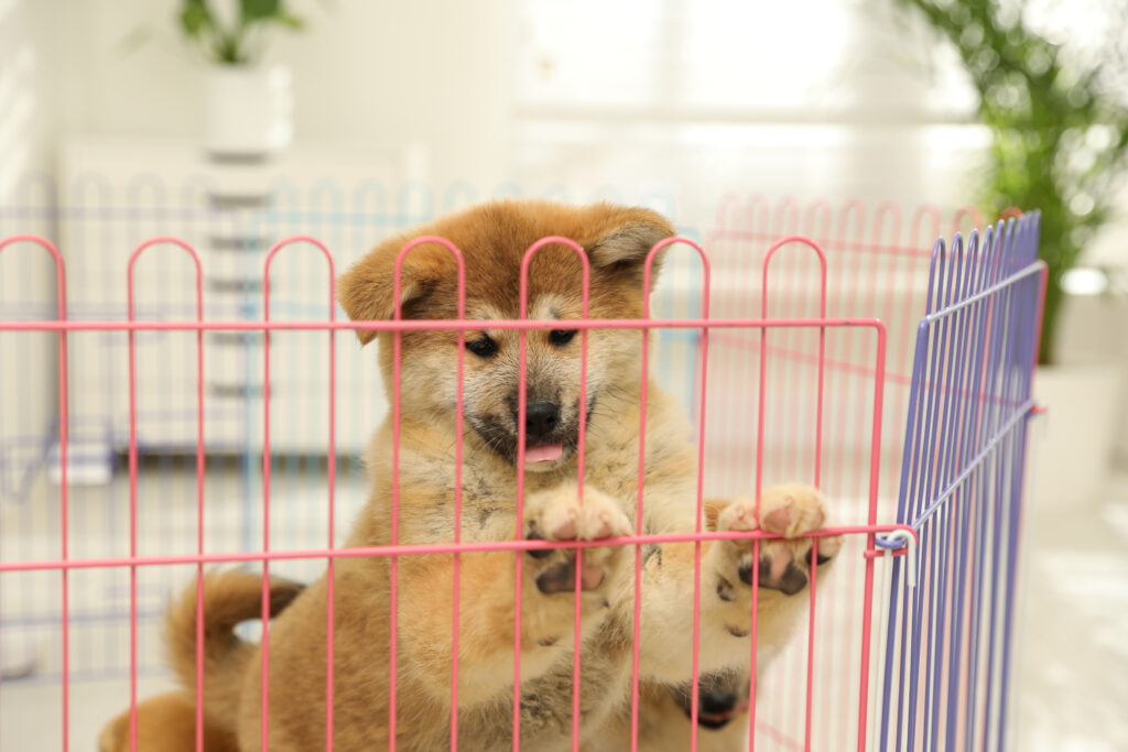 Where Do Breeders House Their Puppies?