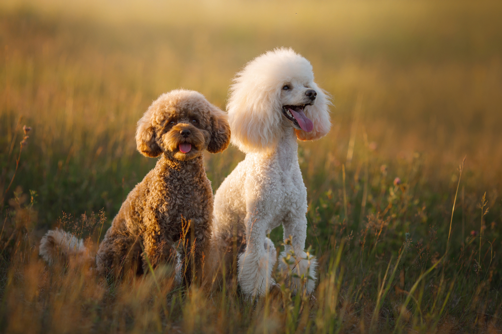 Why Did My Poodle Bite Me
