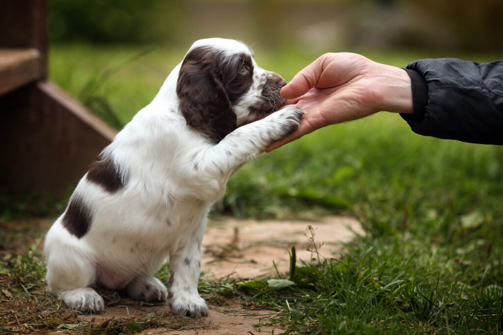 Why Might Parents Refuse To Get A Dog?