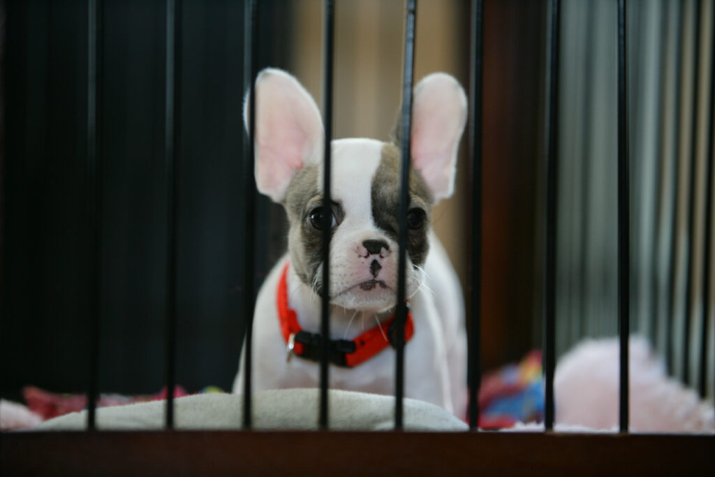 Why Should You Consider Avoiding Dog Breeders?