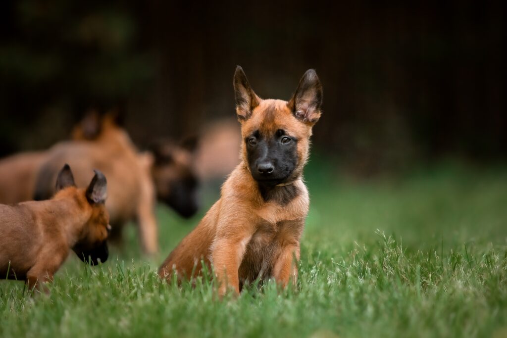Will Breeders Offer Refunds For Returned Puppies?