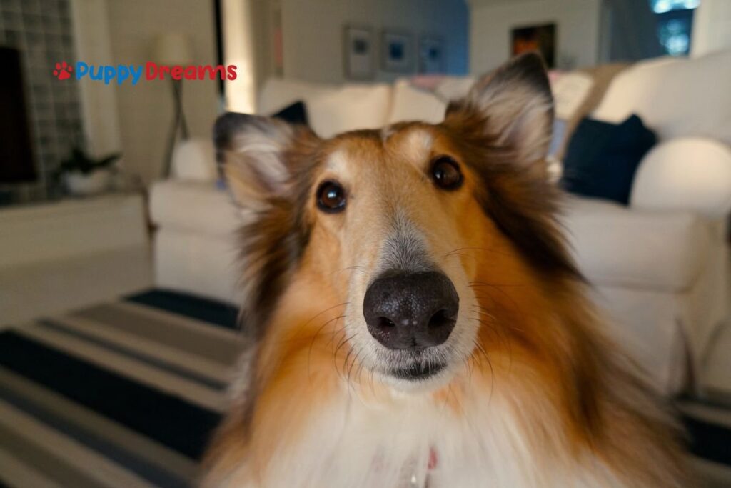 Dog grooming tips to reduce shedding