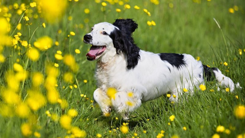 dog grooming for shedding
