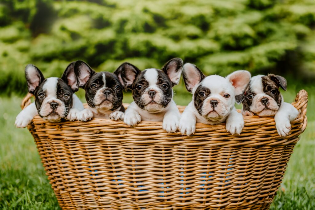 Where Is The Best Source For Finding Puppies?