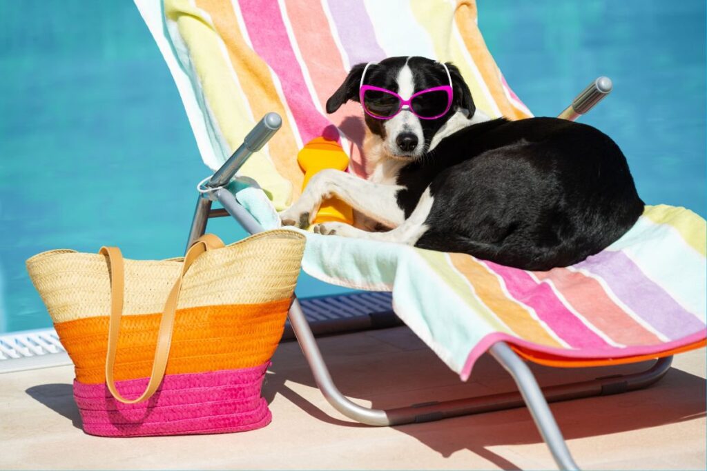 Heat-Tolerant Dog Breeds: Which Ones Handle Heat Well? cover