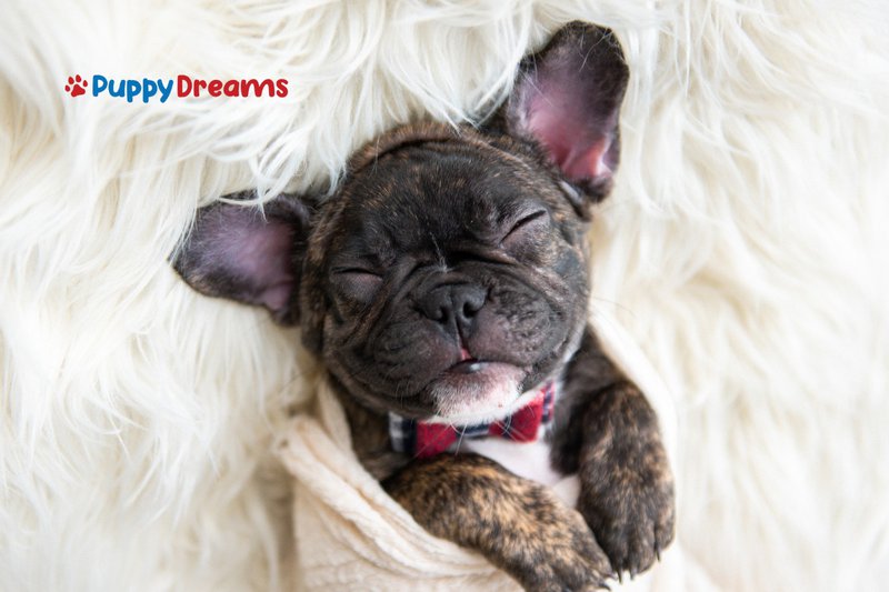 low-maintenance dog breeds