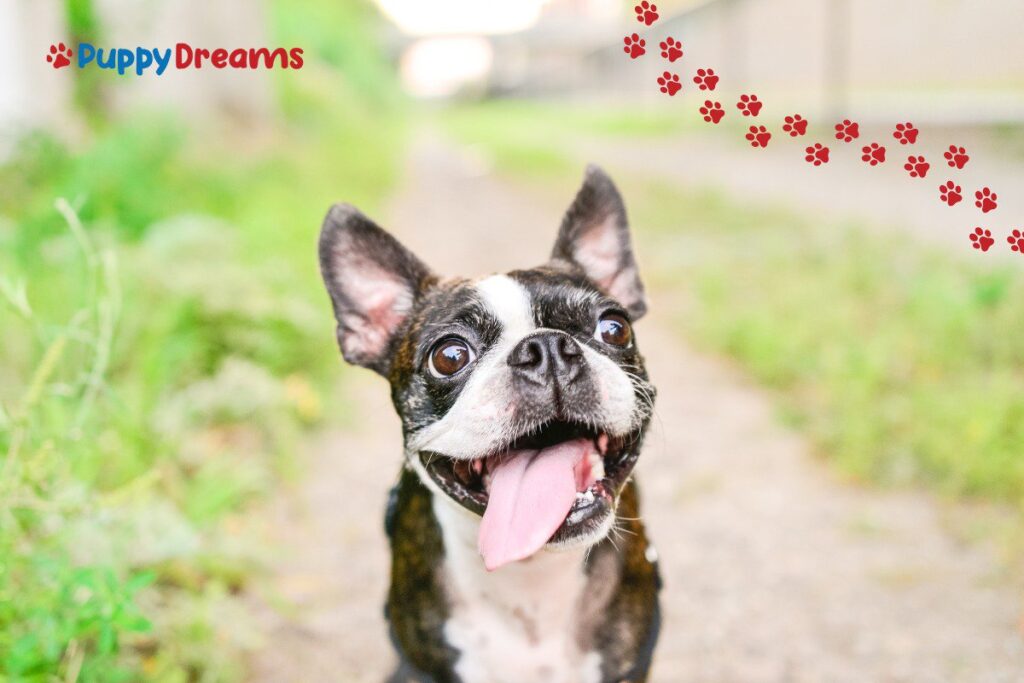 best indoor dog breeds