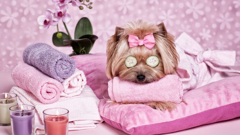 A yorkie pup being pampered with breed-specific grooming techniques
