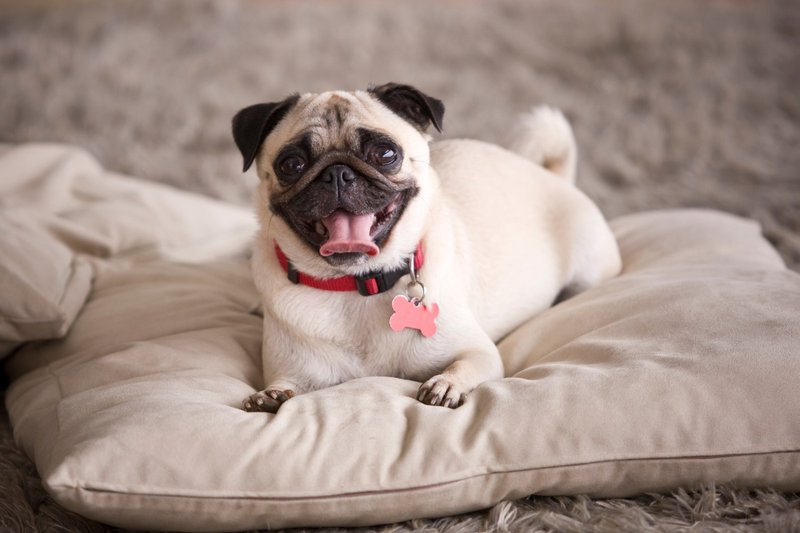 best indoor dog breeds