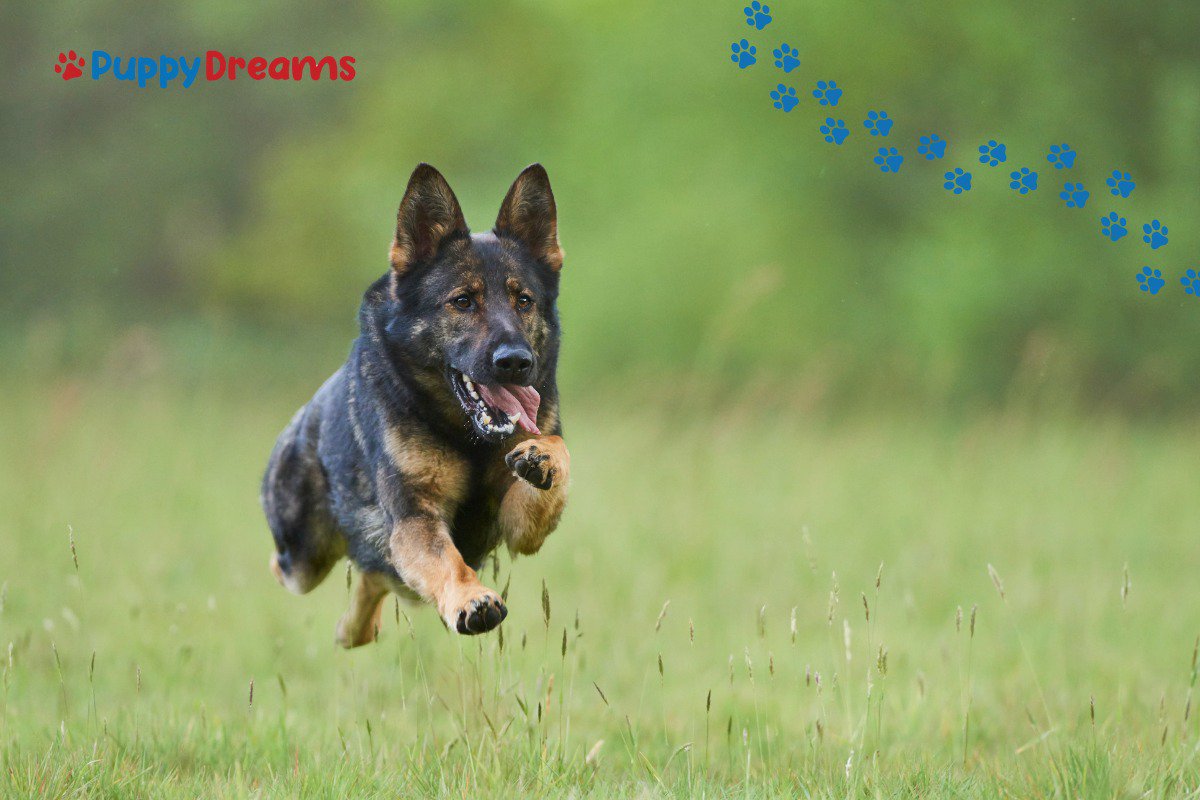 Popular puppy breeds leading the pack