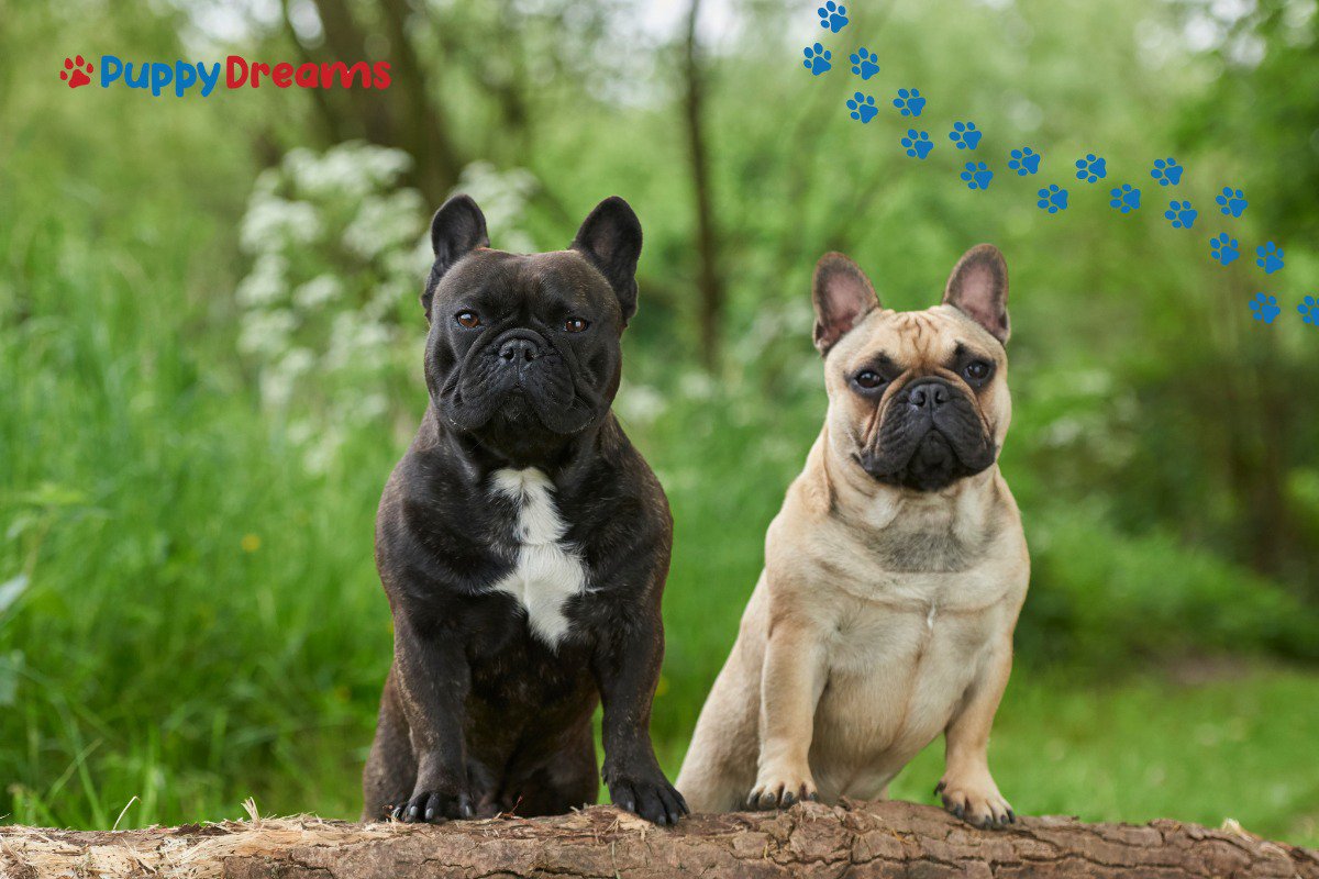 Low-maintenance dog breeds