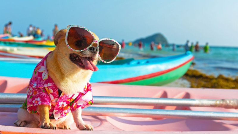 short-haired dog brreds for apartments