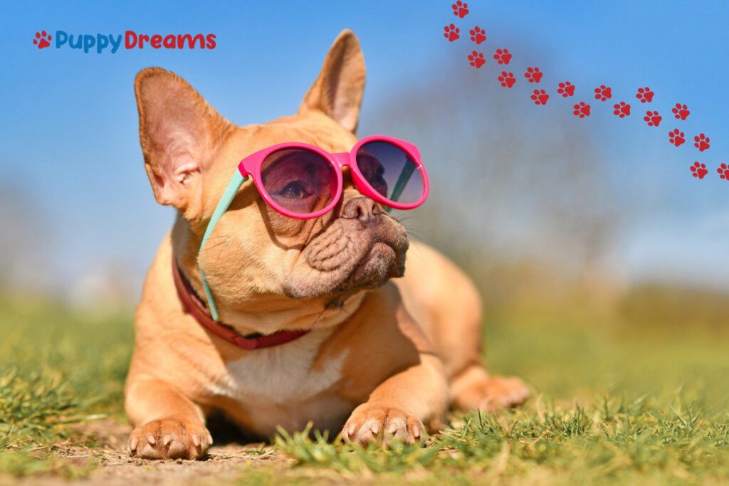 Low-Maintenance Medium-Sized Dogs: Are they for You? cover