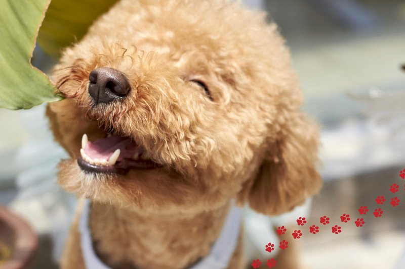 hypoallergenic medium-sized dogs