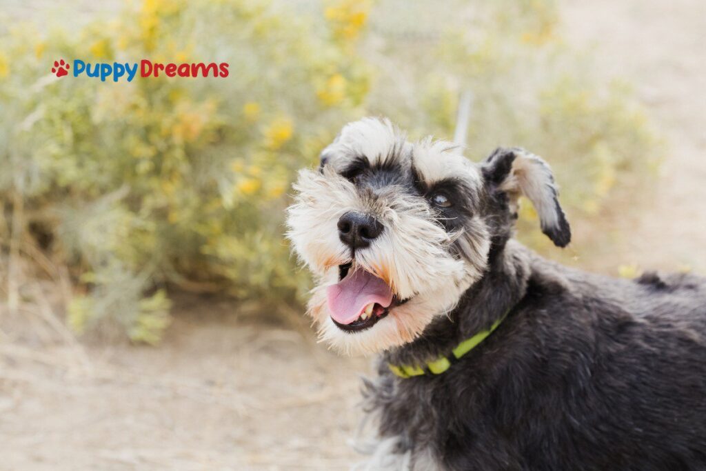 hypoallergenic medium-sized dogs