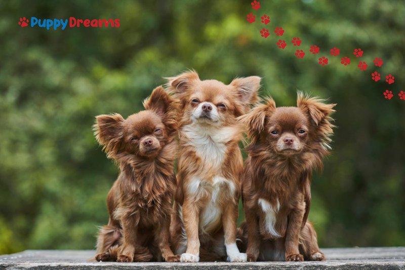 Dog breeds for hot weather