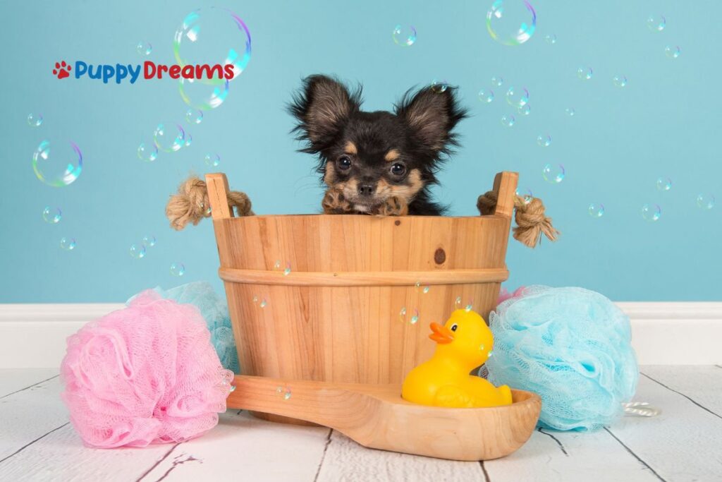 Dog Grooming Basics: What Do You Need to Start? cover