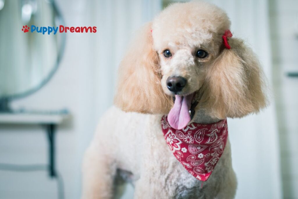 Are Non-Shedding Dog Breeds Good For Allergy Control? cover