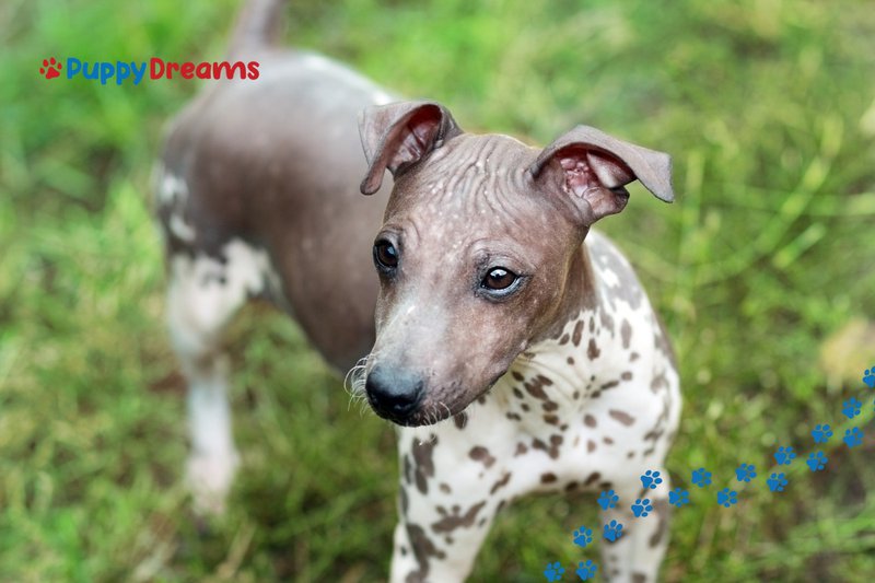non-shedding dog breeds