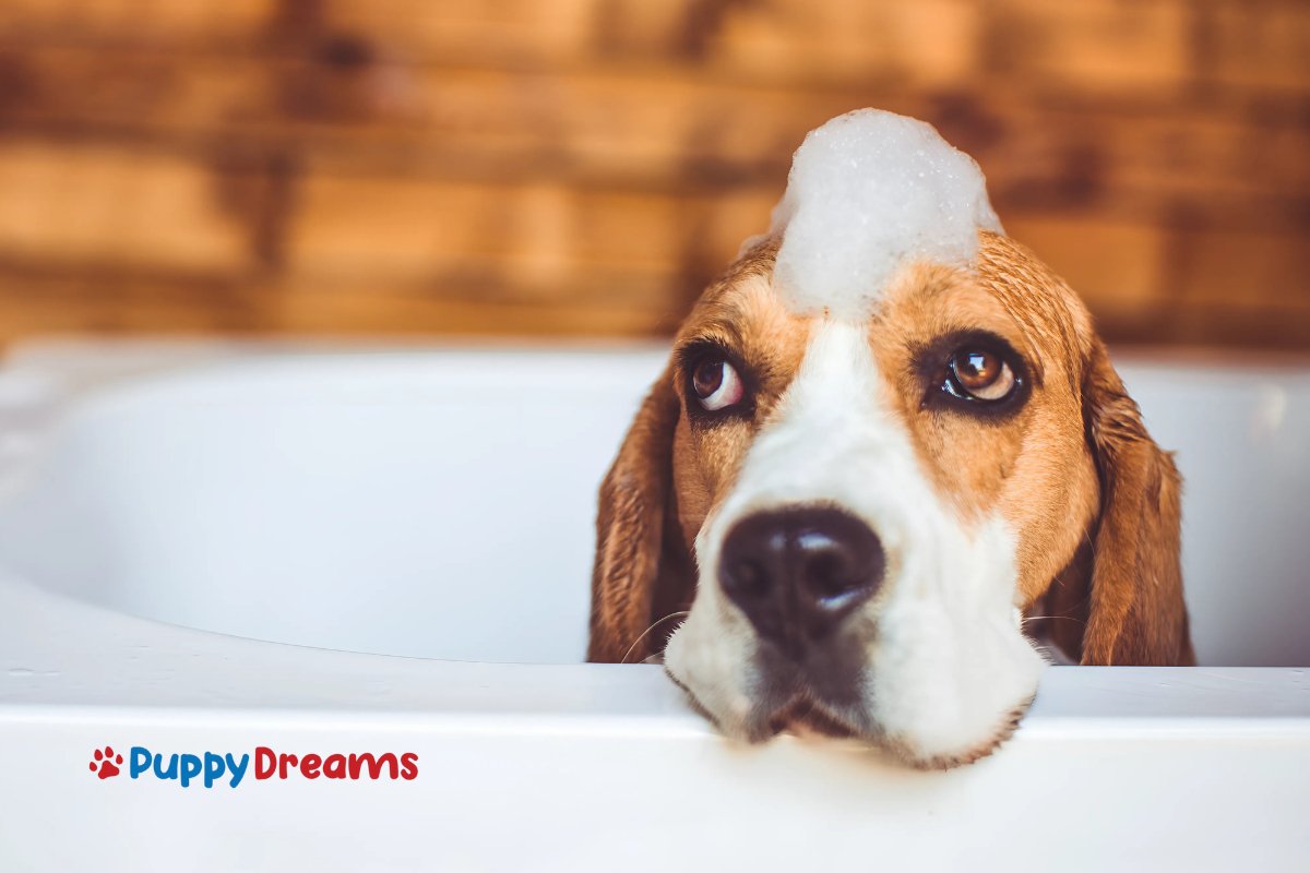 Dog grooming with breed-specific care