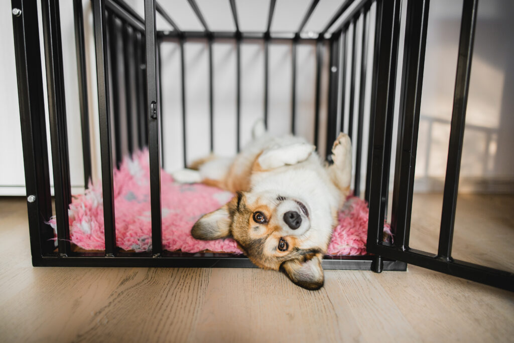 Can I Have A Dog If I Work Long Hours?