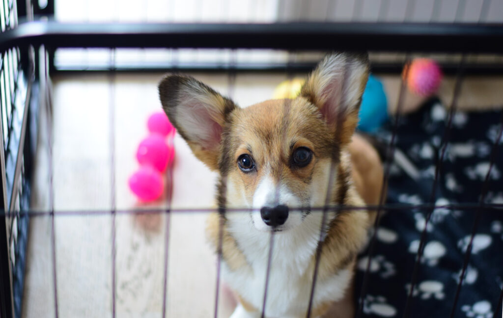 How Many Hours Should A Puppy Spend In A Crate Daily?