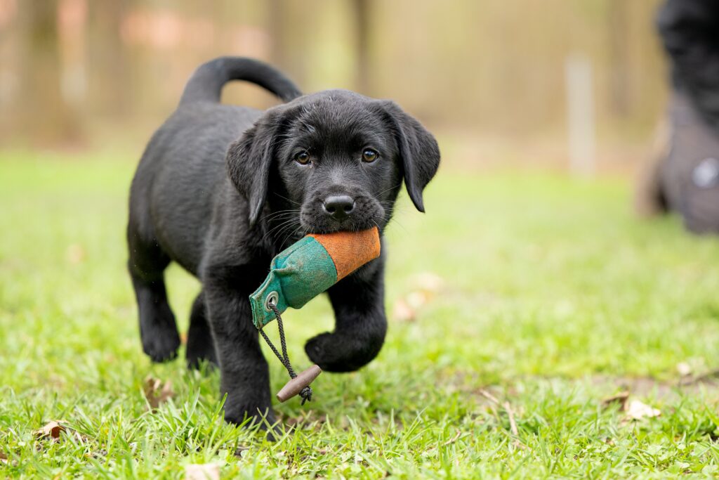 What Are Popular Names For Male Dogs?