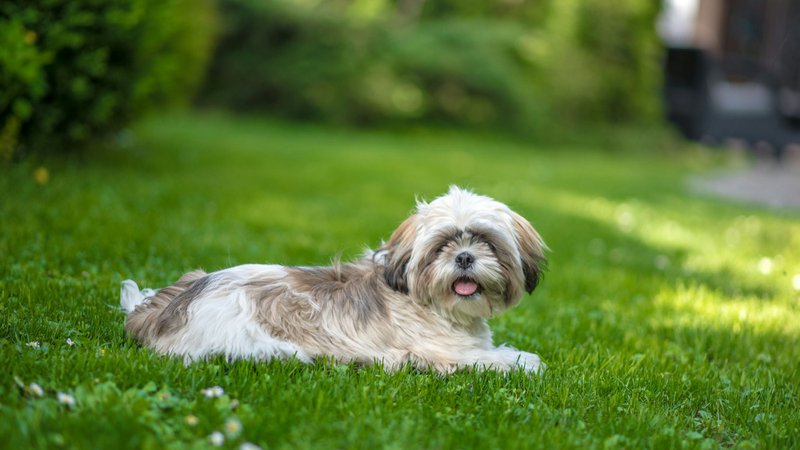 Shih Tzus
