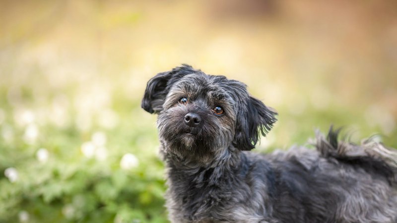 Havanese