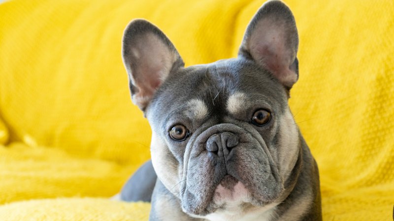 French Bulldogs