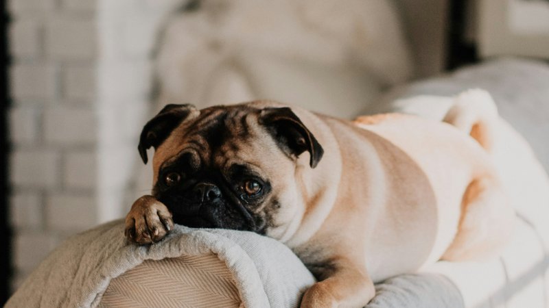 Pugs