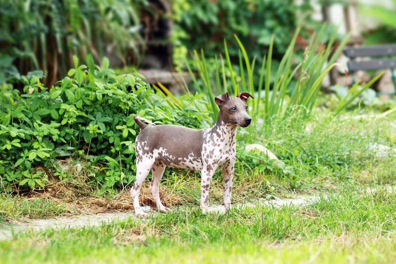 hypoallergenic puppy breeds