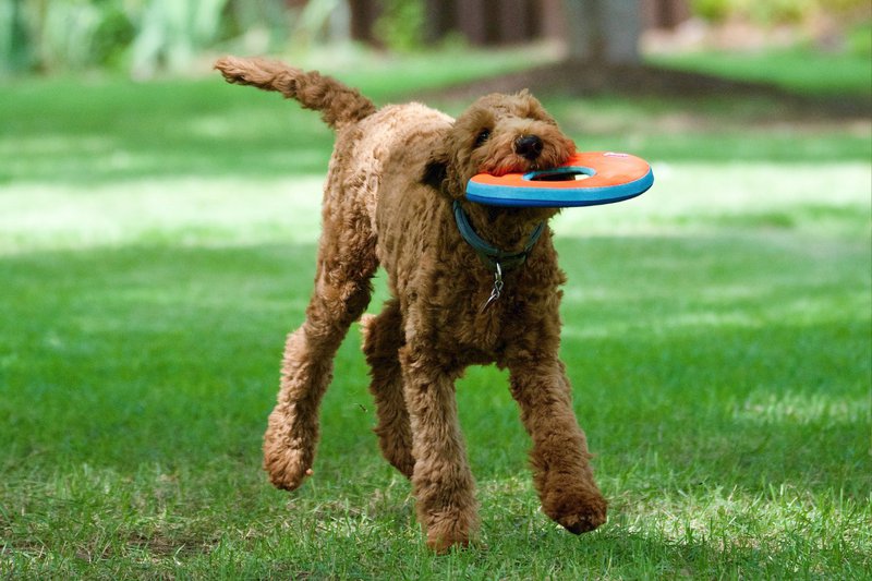 hypoallergenic puppy breeds