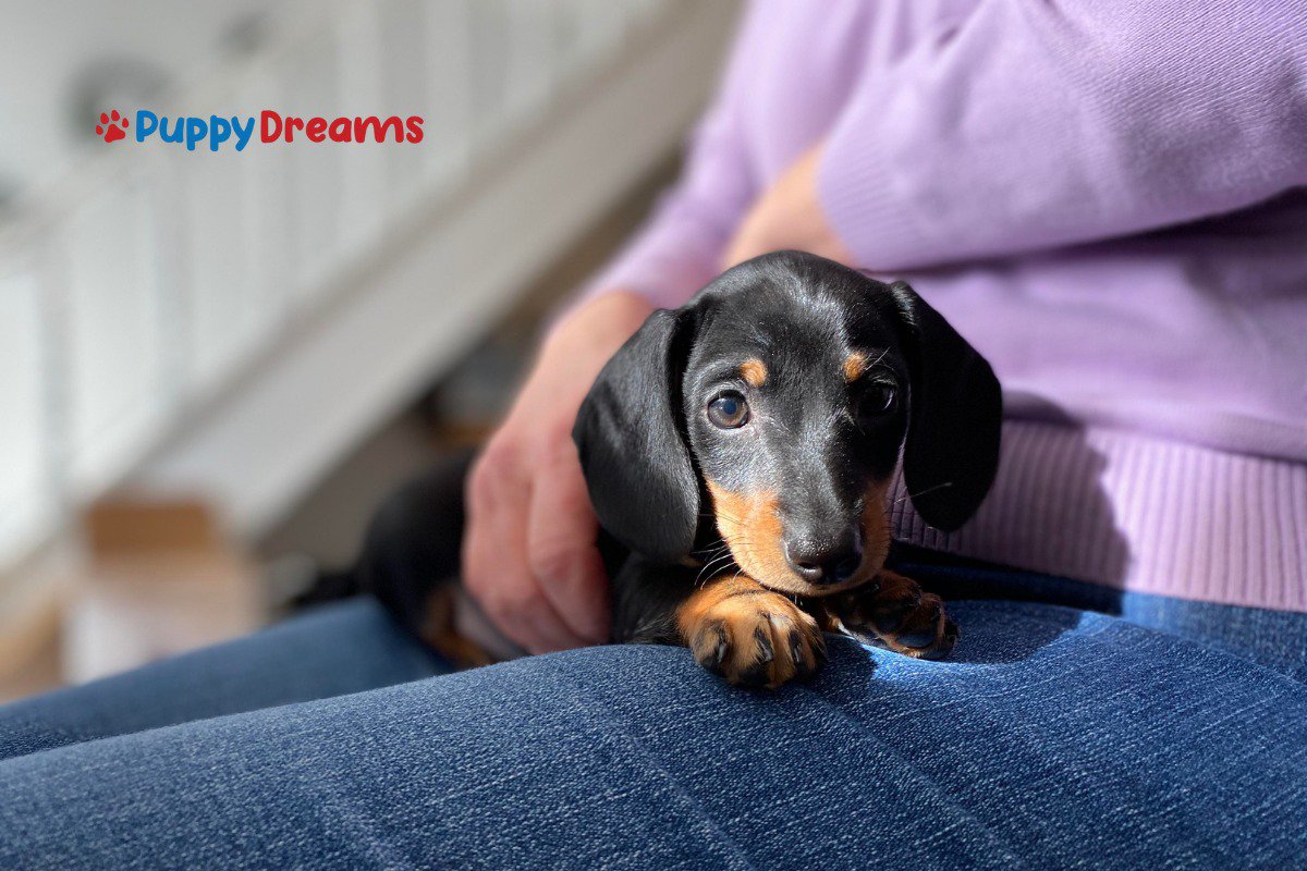 Best lap dog breeds