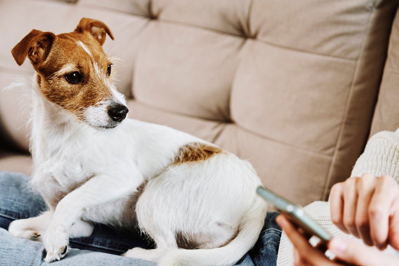 best lap dog breeds