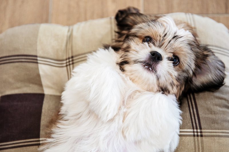 calm small dog breeds