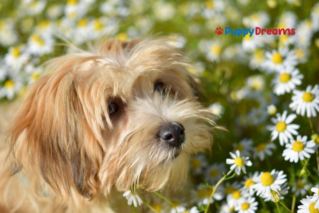 calm small dog breeds