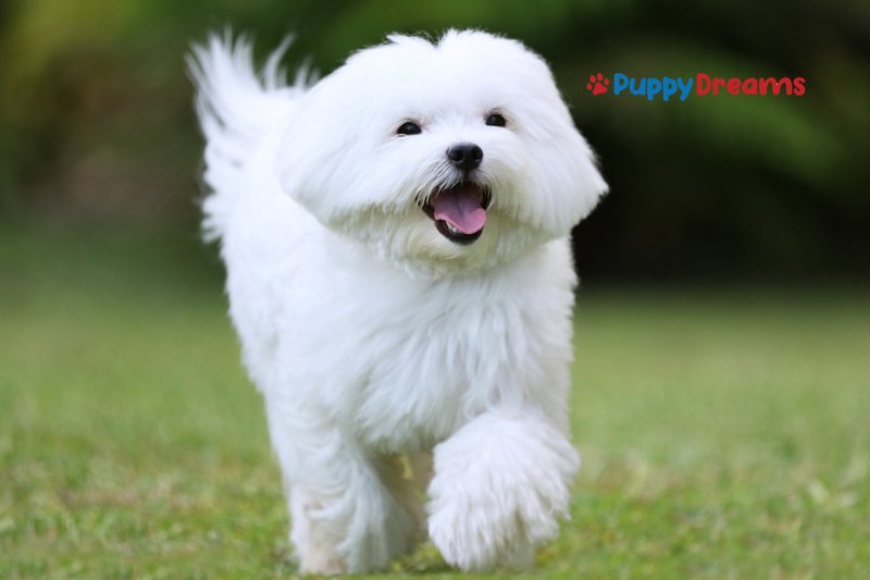 dog breeds for apartments