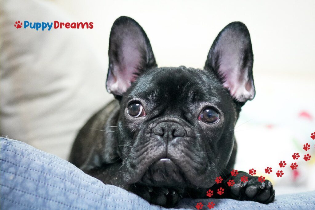 dog breeds for apartments