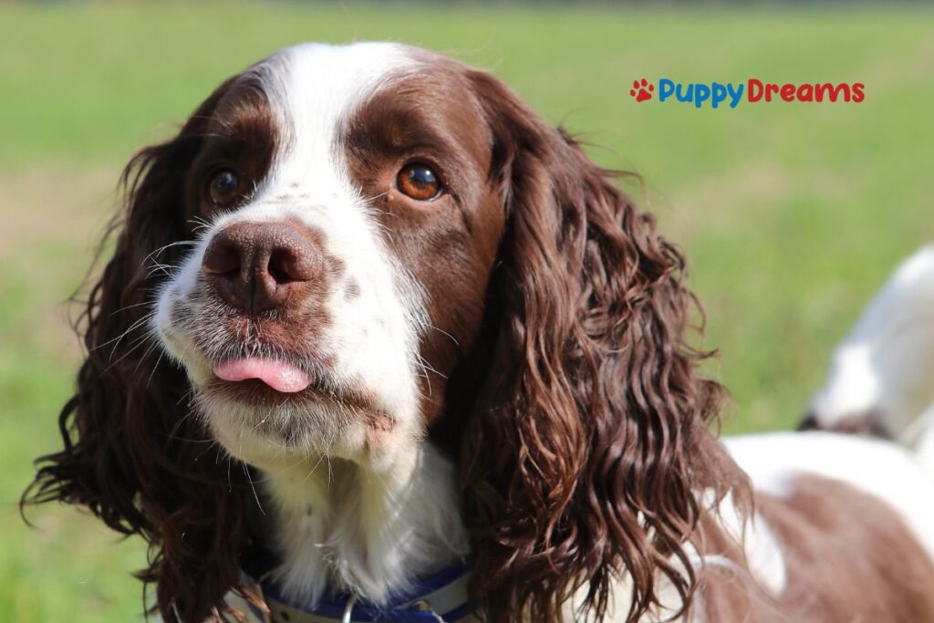 hypoallergenic puppy breeeds