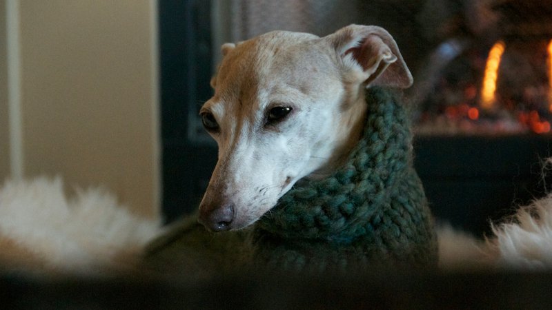 Greyhounds
