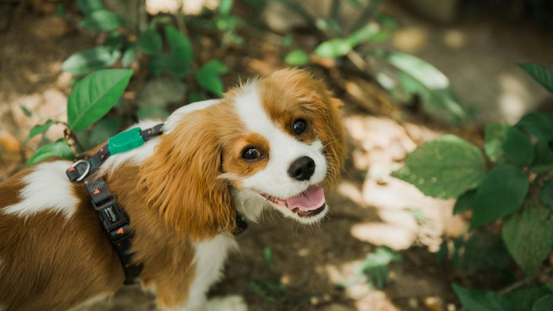 Cavalier King Charles Spaniel