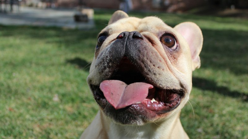 French Bulldog