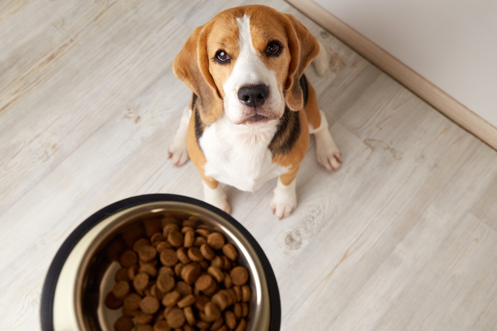Are Beagles High Maintenance